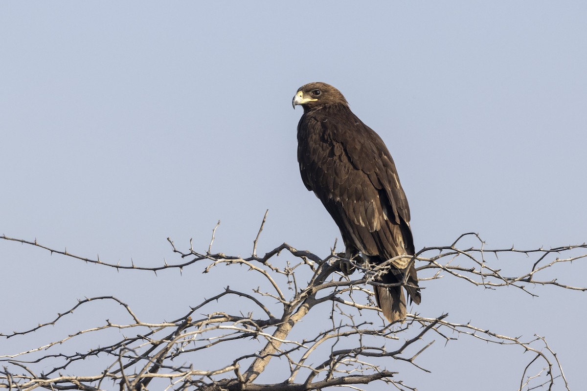 Águila Moteada - ML647465447