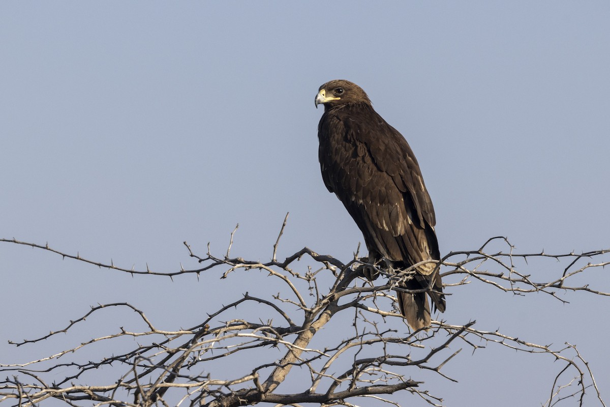 Águila Moteada - ML647465448