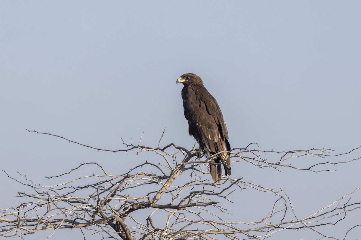 Águila Moteada - ML647465449