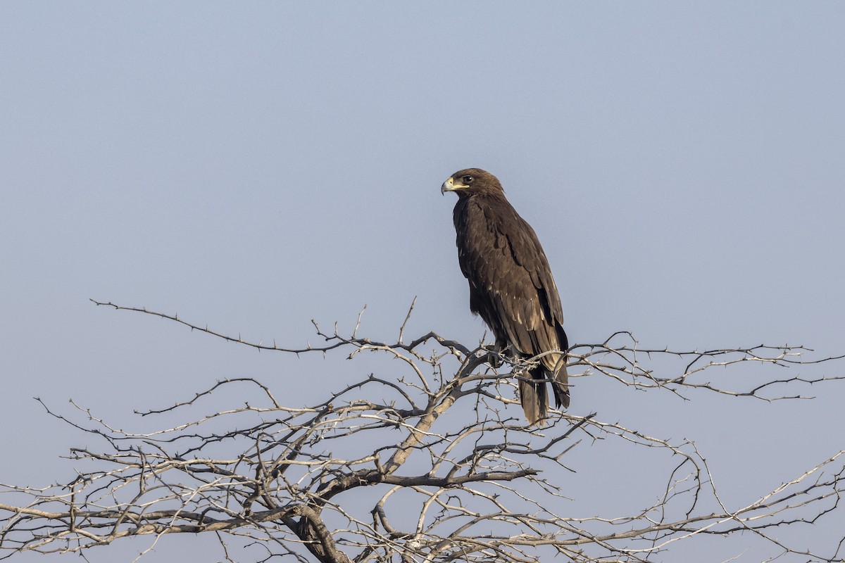 Águila Moteada - ML647465450
