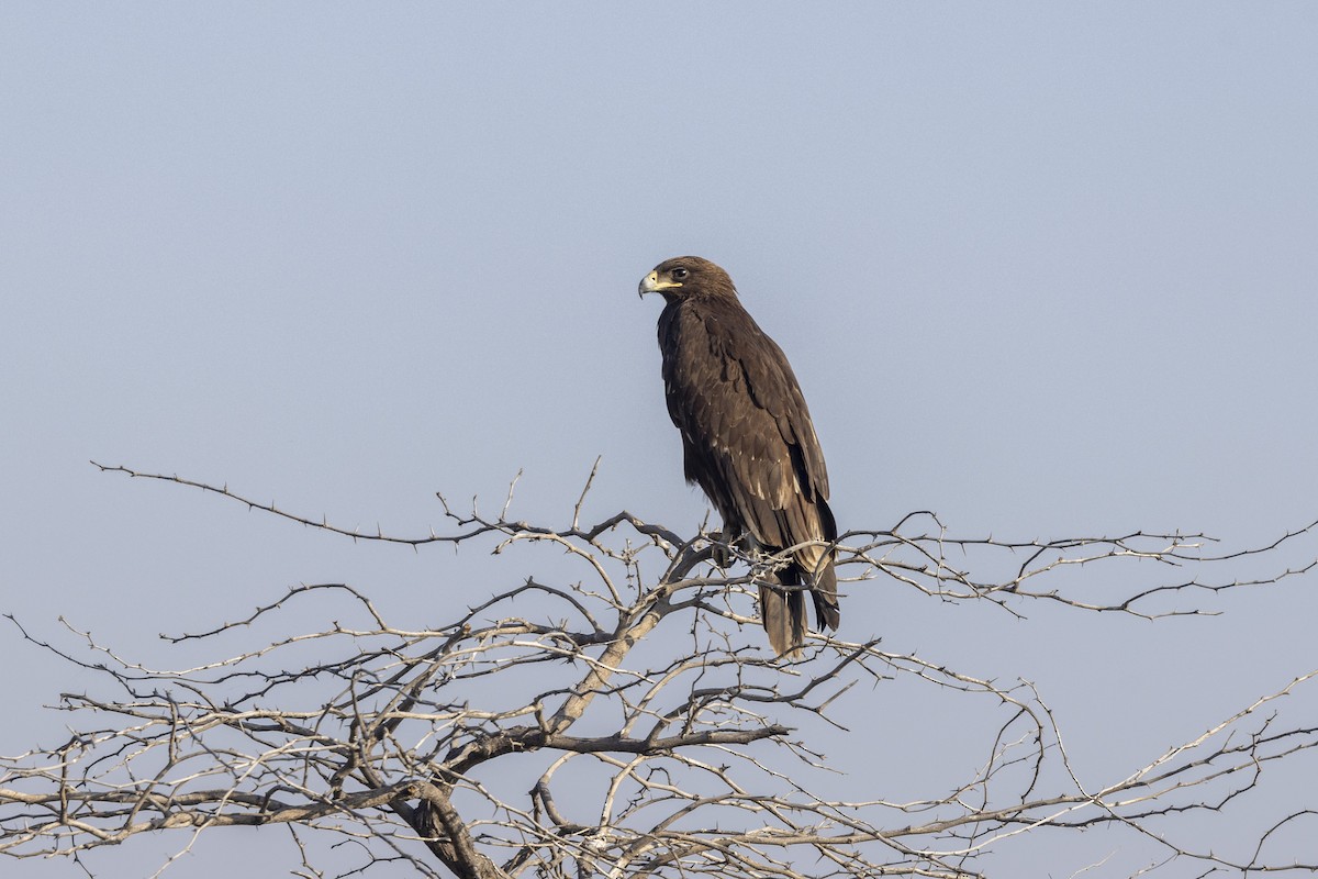 Águila Moteada - ML647465451