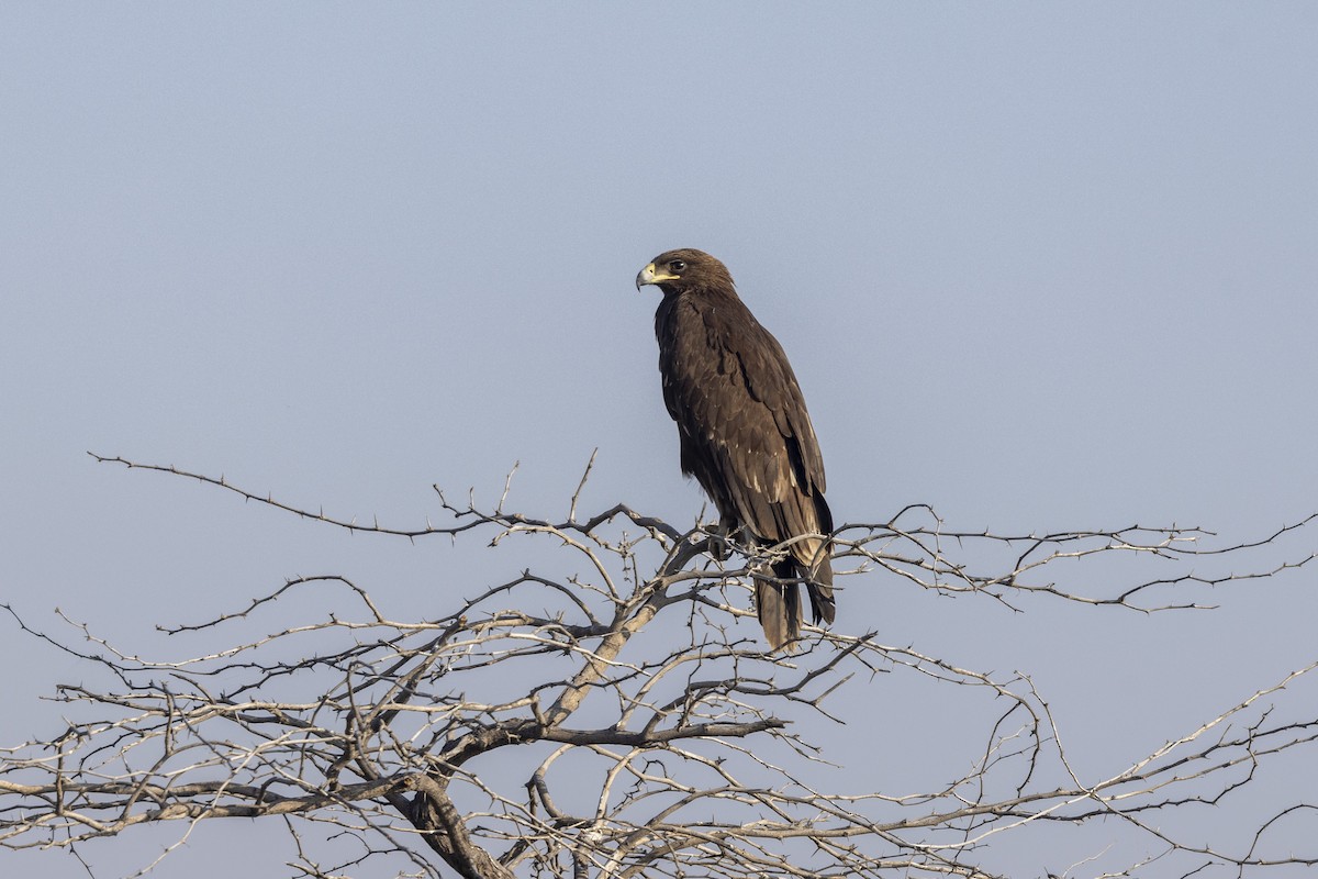 Águila Moteada - ML647465452
