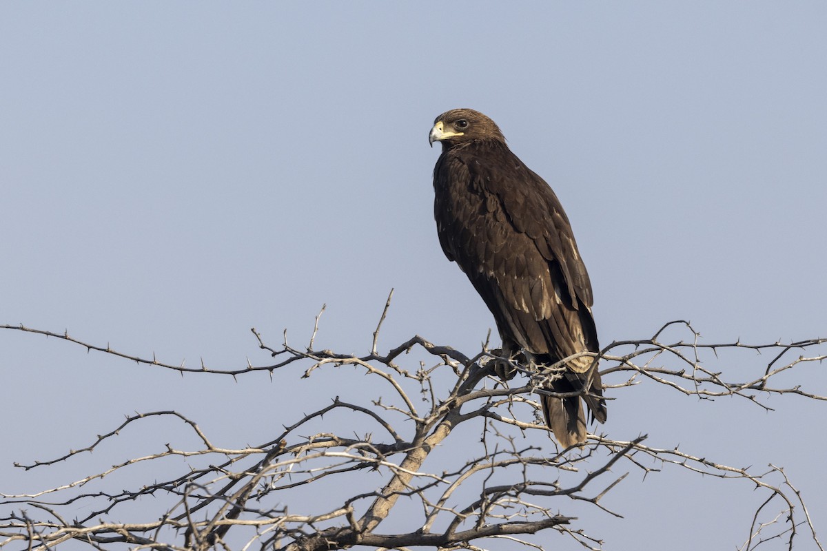 Águila Moteada - ML647465453