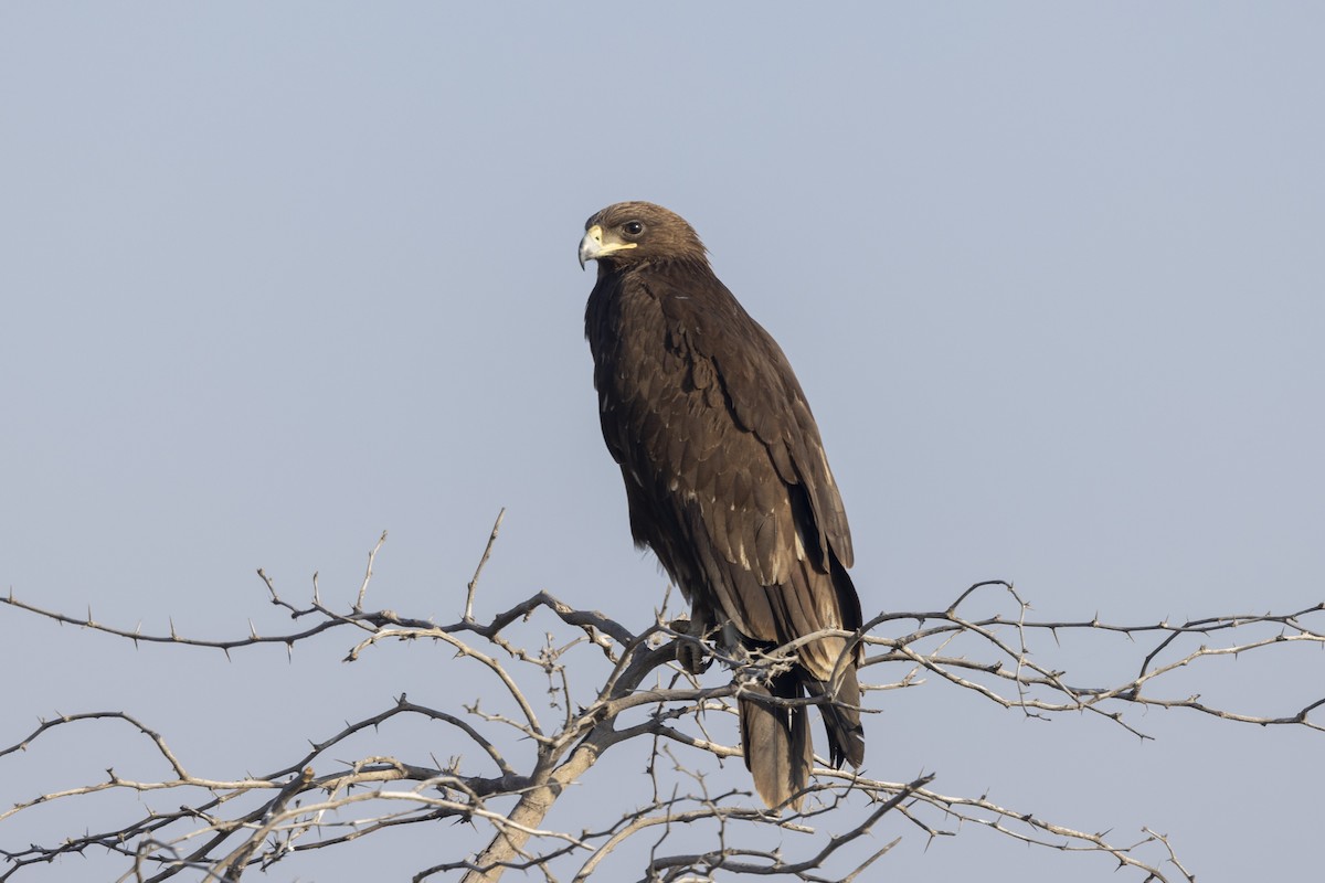 Águila Moteada - ML647465454