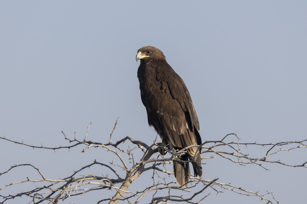 Águila Moteada - ML647465455