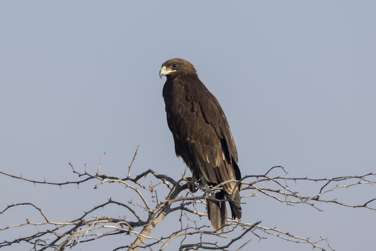 Águila Moteada - ML647465456