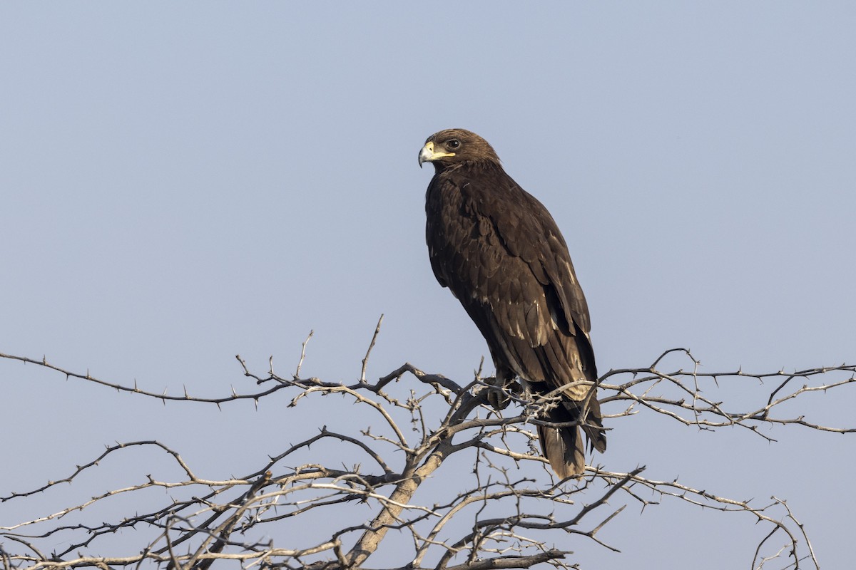 Águila Moteada - ML647465457