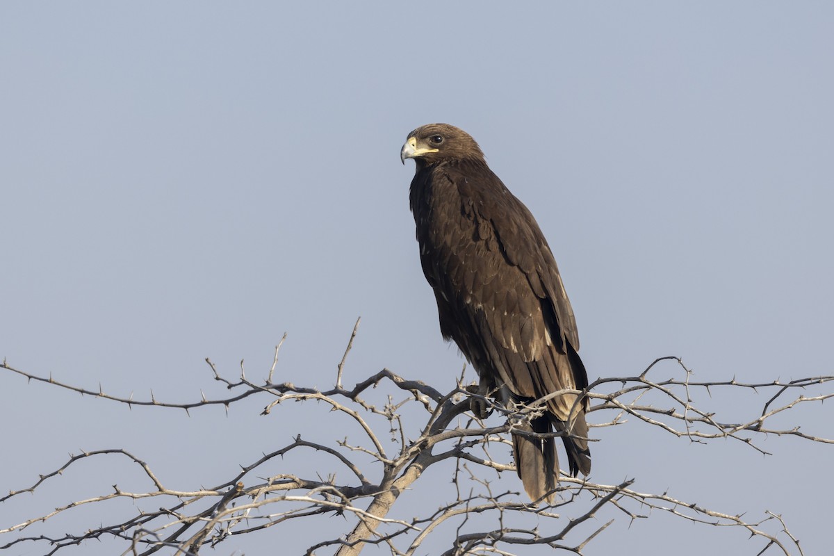 Águila Moteada - ML647465459