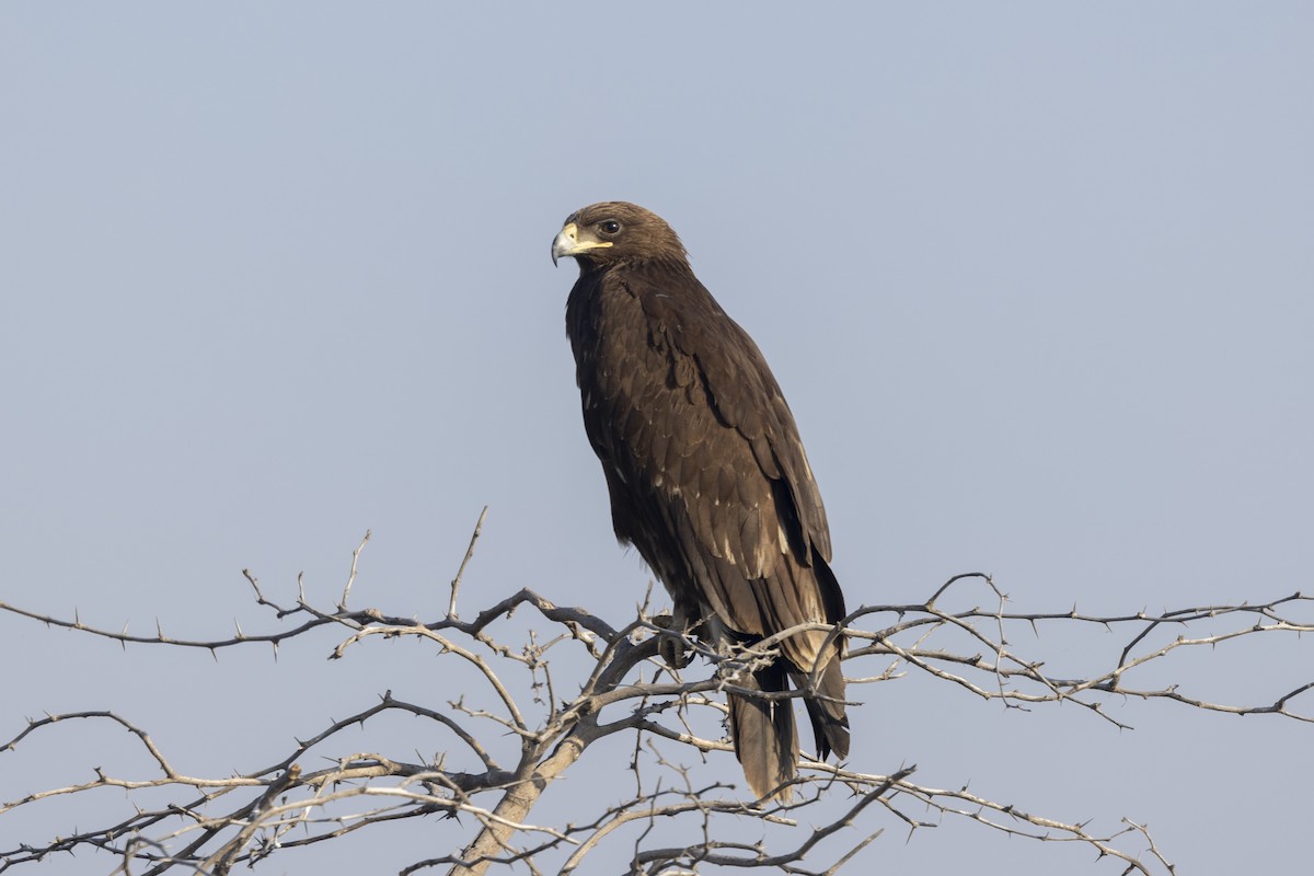 Águila Moteada - ML647465460