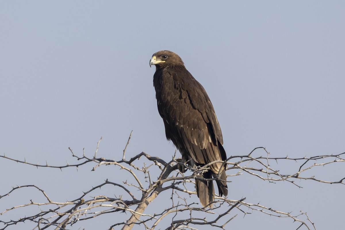 Águila Moteada - ML647465461