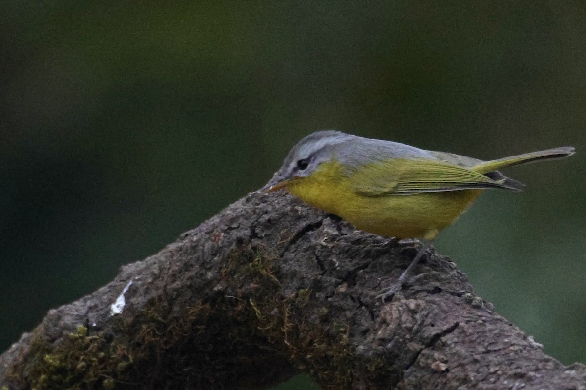 Mosquitero Cabecigrís - ML647465463