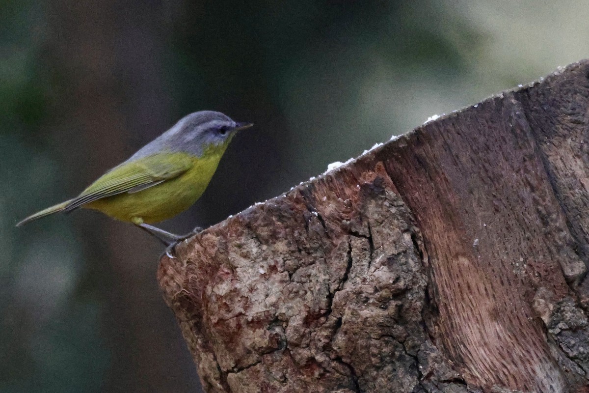 Mosquitero Cabecigrís - ML647465464