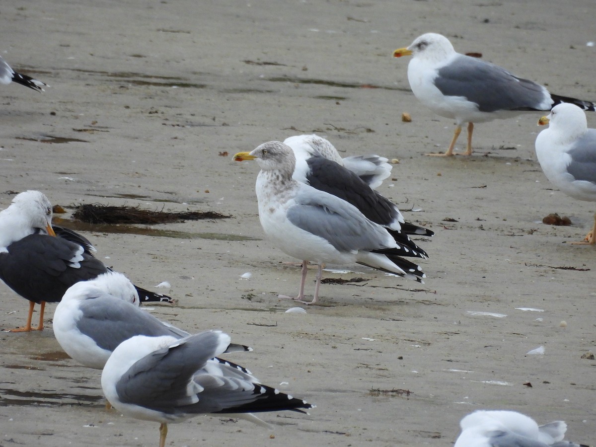 Gaviota Argéntea Europea - ML647465465