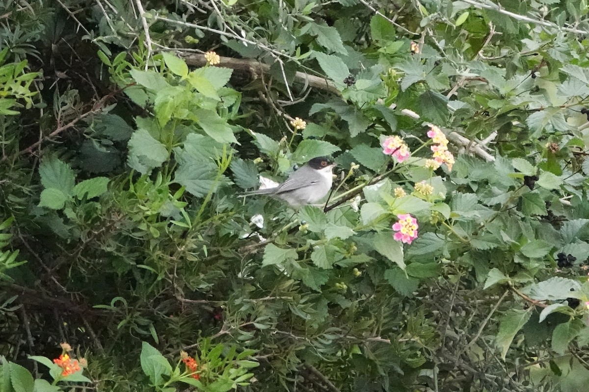 Curruca Cabecinegra - ML647465469