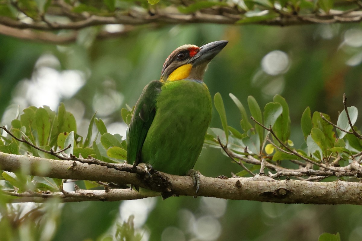 Barbudo Carigualdo - ML647465470