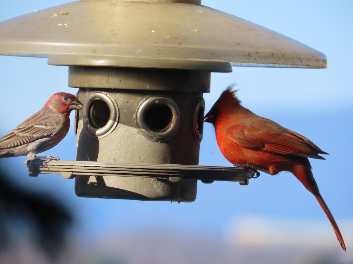 Cardenal Norteño - ML647465471