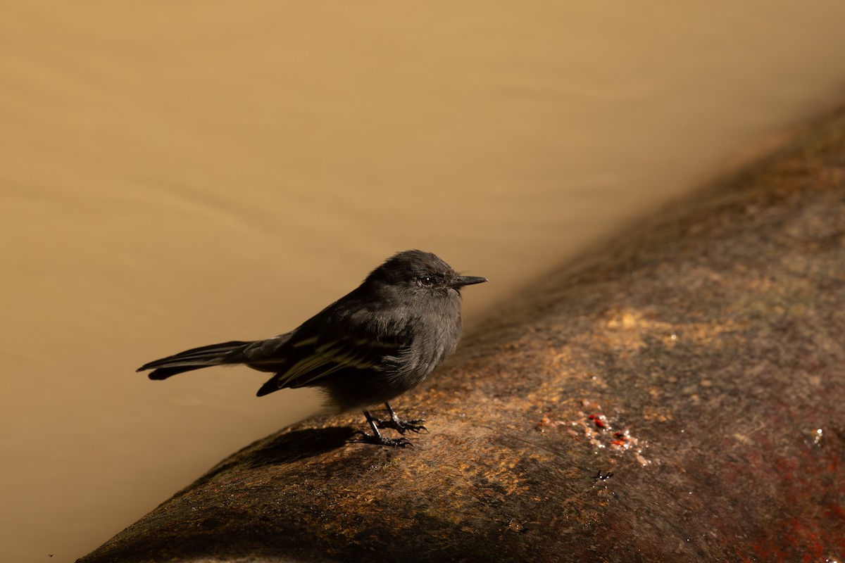 Mosquero Negro - ML647465472