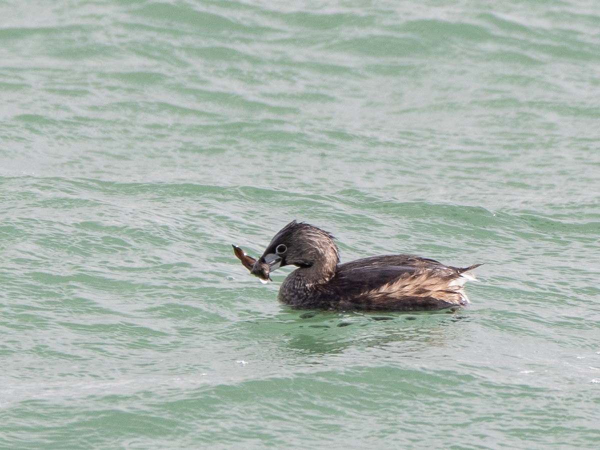 Zampullín Picogrueso - ML647465473