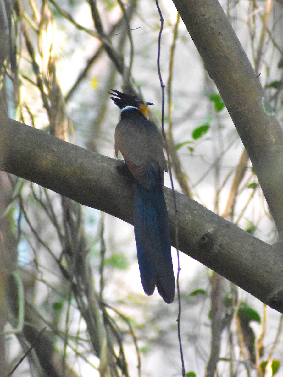 Críalo Oriental - ML647465474