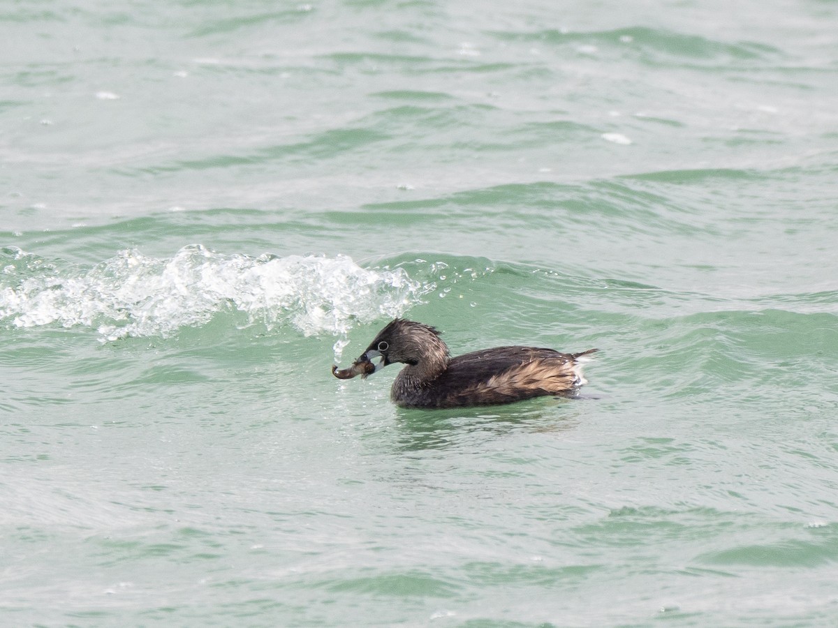 Zampullín Picogrueso - ML647465475