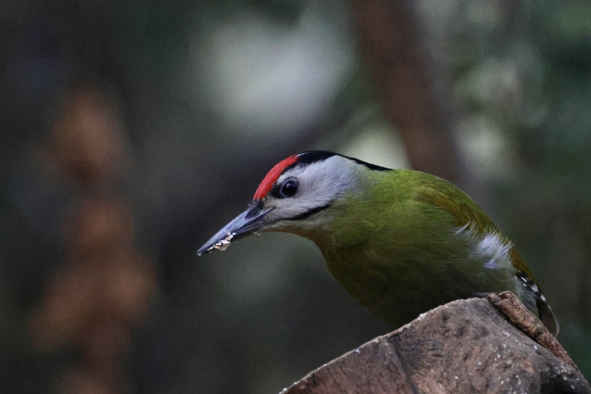 Pito Cano - ML647465476