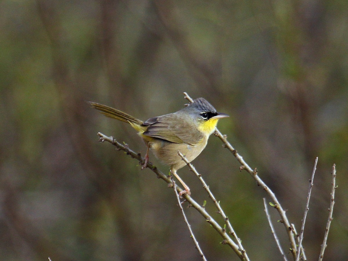 Gray-crowned Yellowthroat - ML647465478