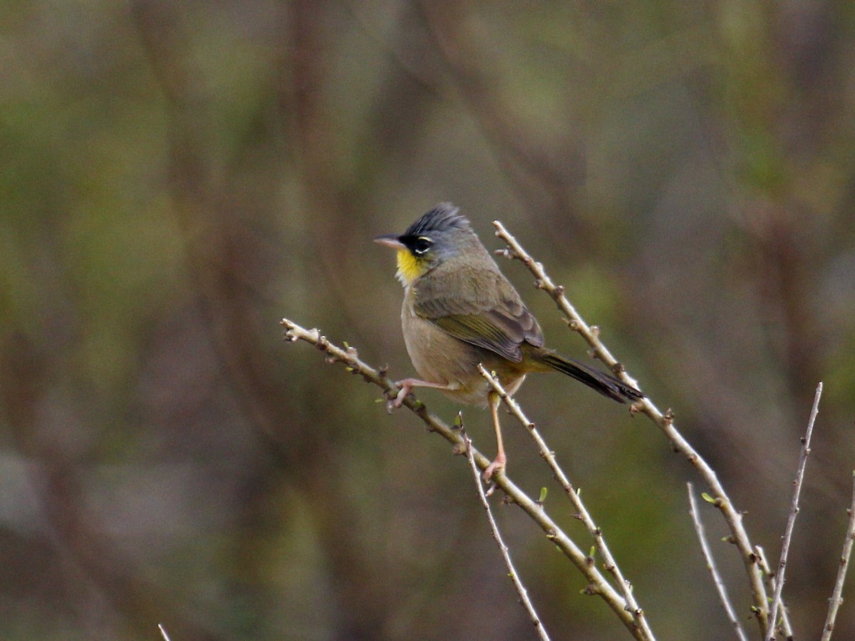 Gray-crowned Yellowthroat - ML647465480