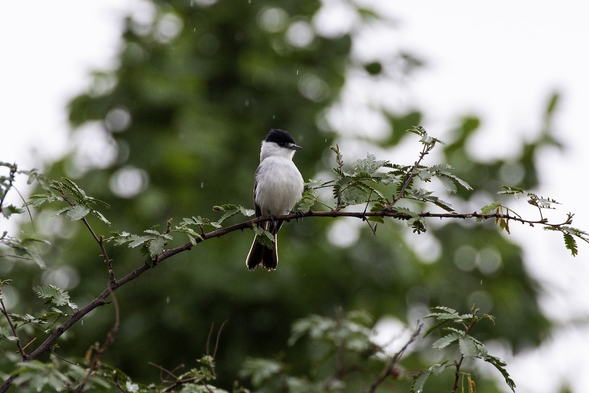 White-naped Xenopsaris - ML647465493