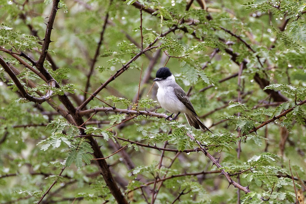 White-naped Xenopsaris - ML647465494