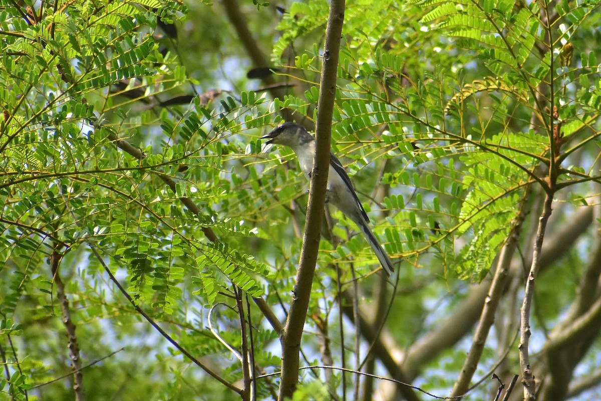 サンショウクイ - ML647465498