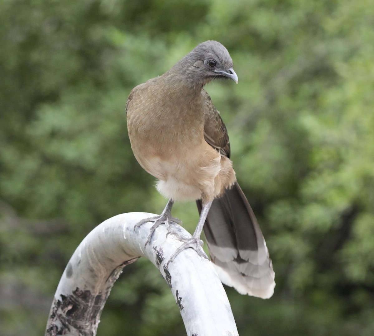Plain Chachalaca - ML647465503