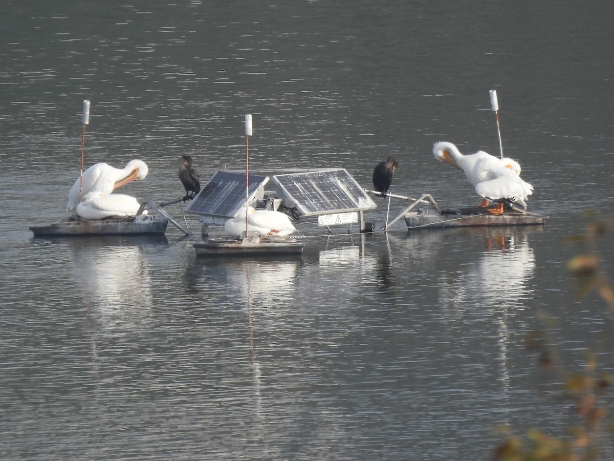 Ушастый баклан - ML647465511