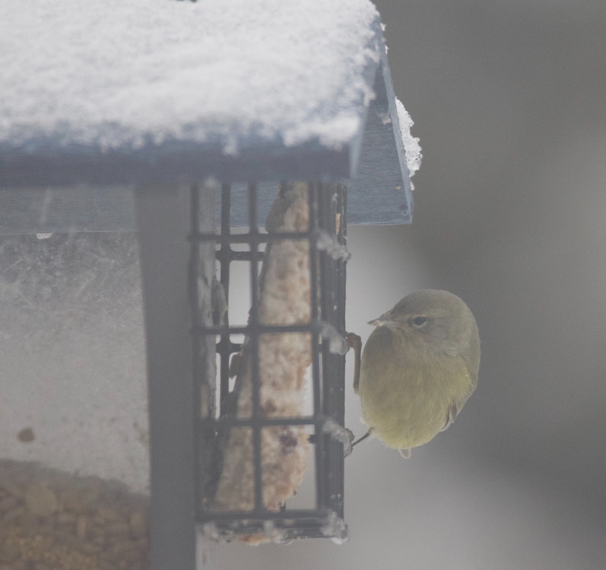Orange-crowned Warbler - ML647465522