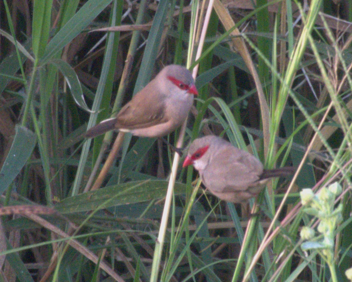Black-rumped Waxbill - ML647465523