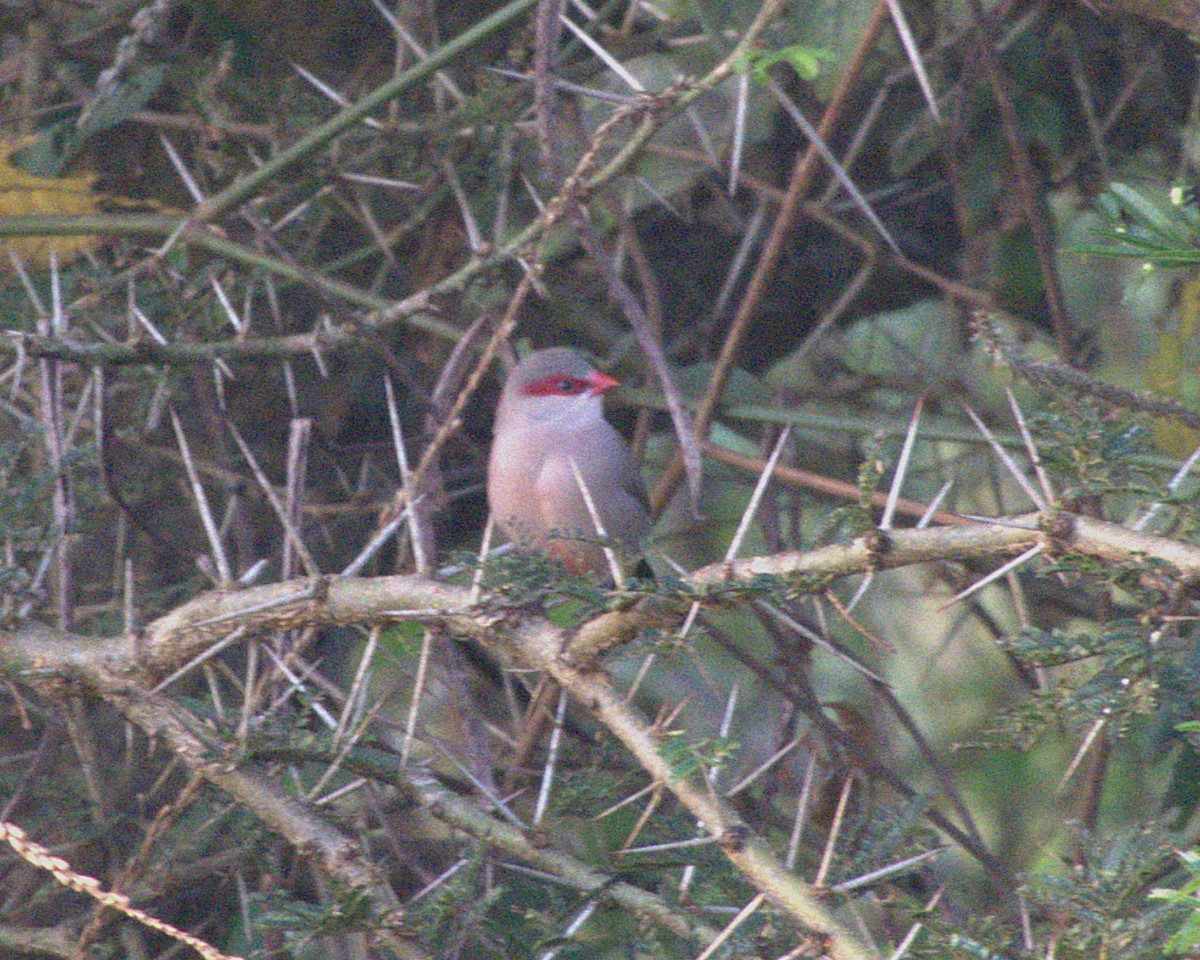 Black-rumped Waxbill - ML647465524