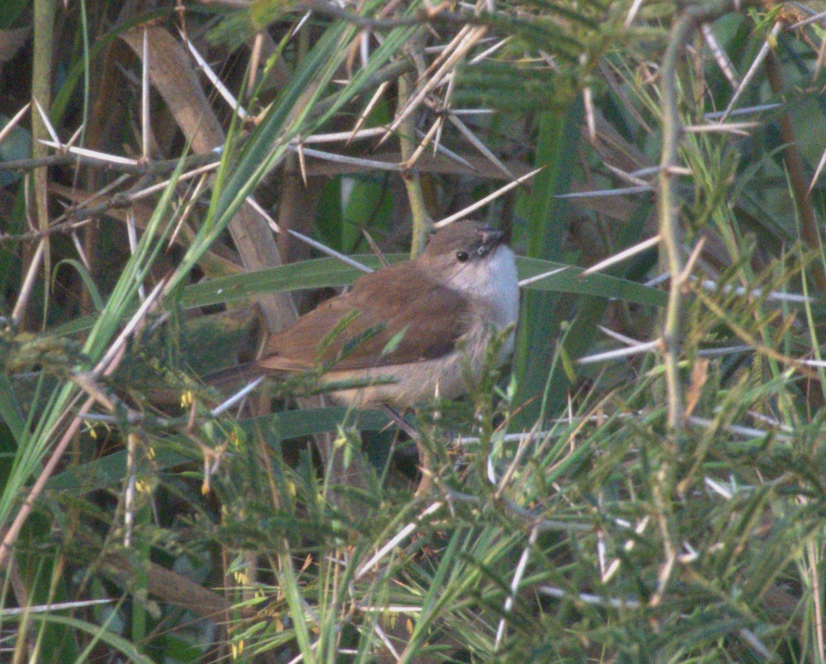 Black-rumped Waxbill - ML647465525