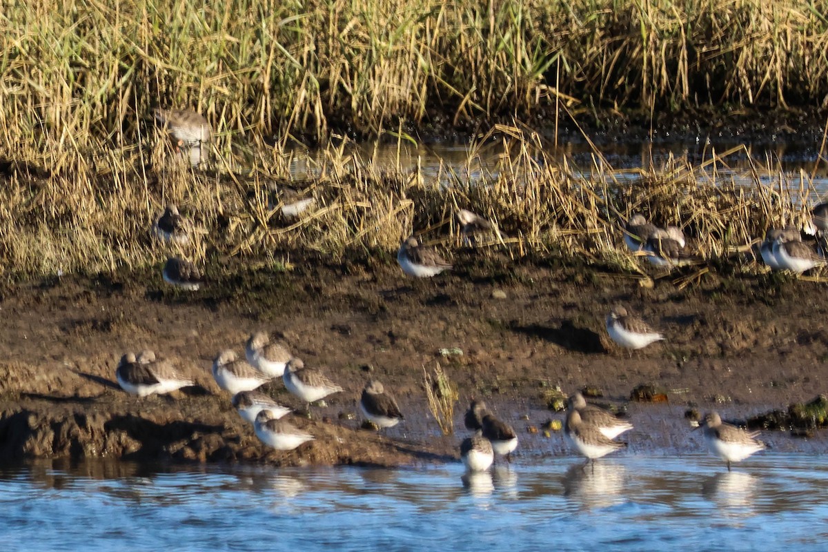 Dunlin - ML647465534