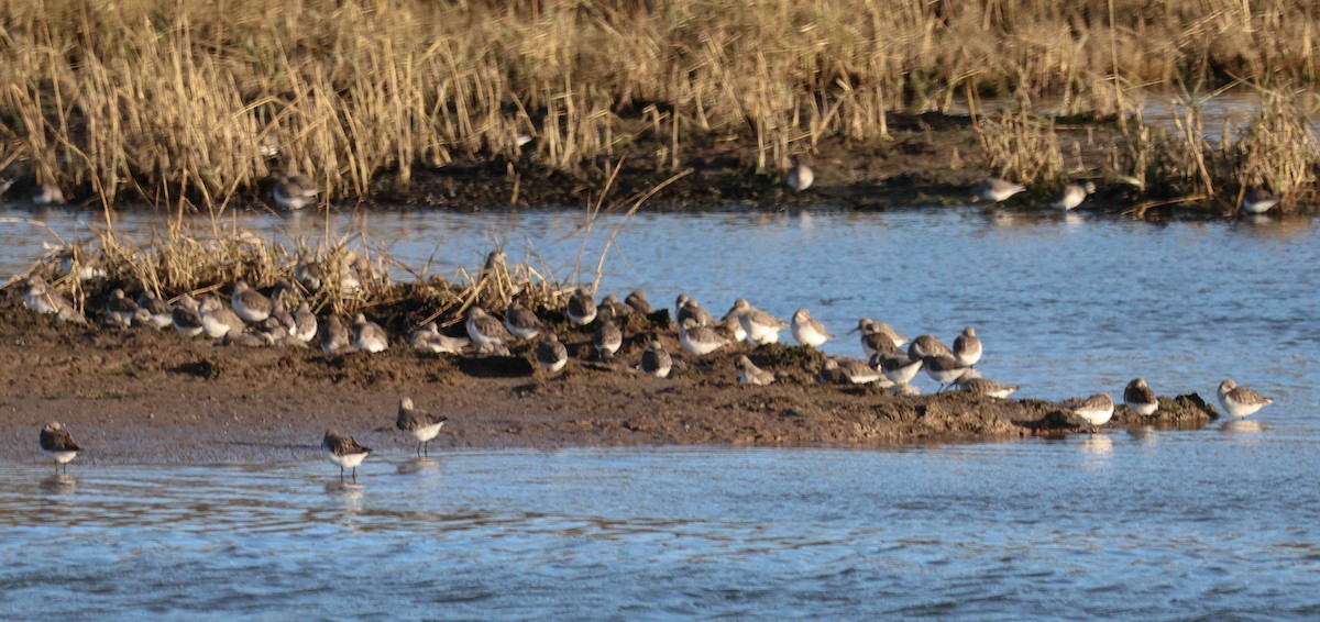 Dunlin - ML647465535
