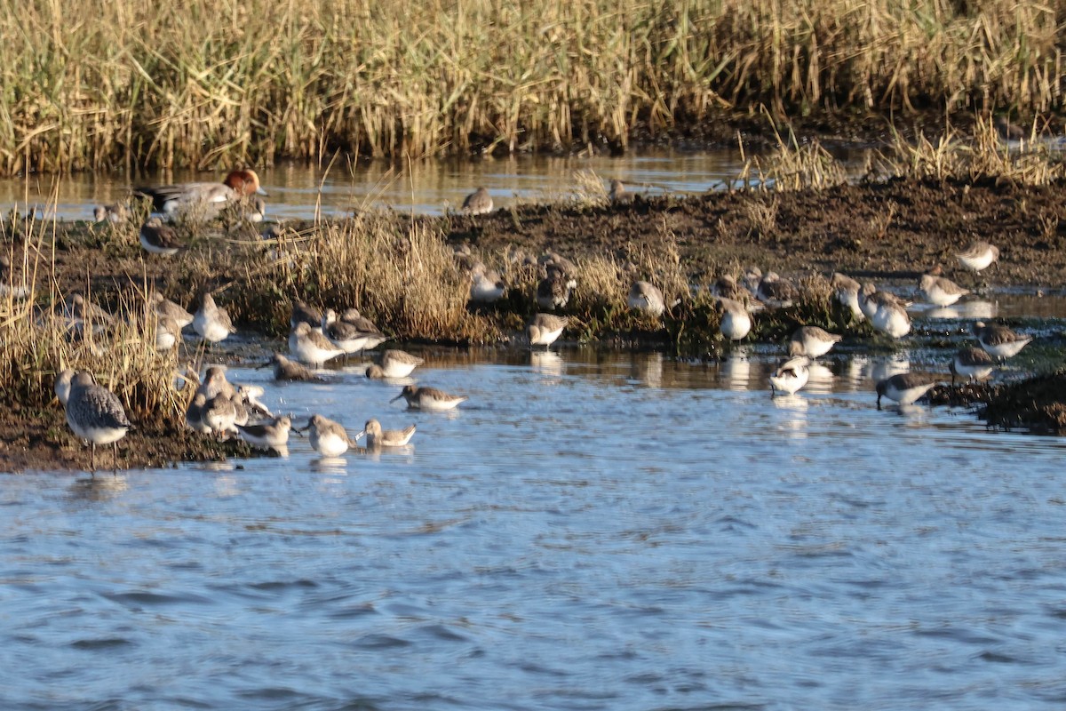 Dunlin - ML647465536