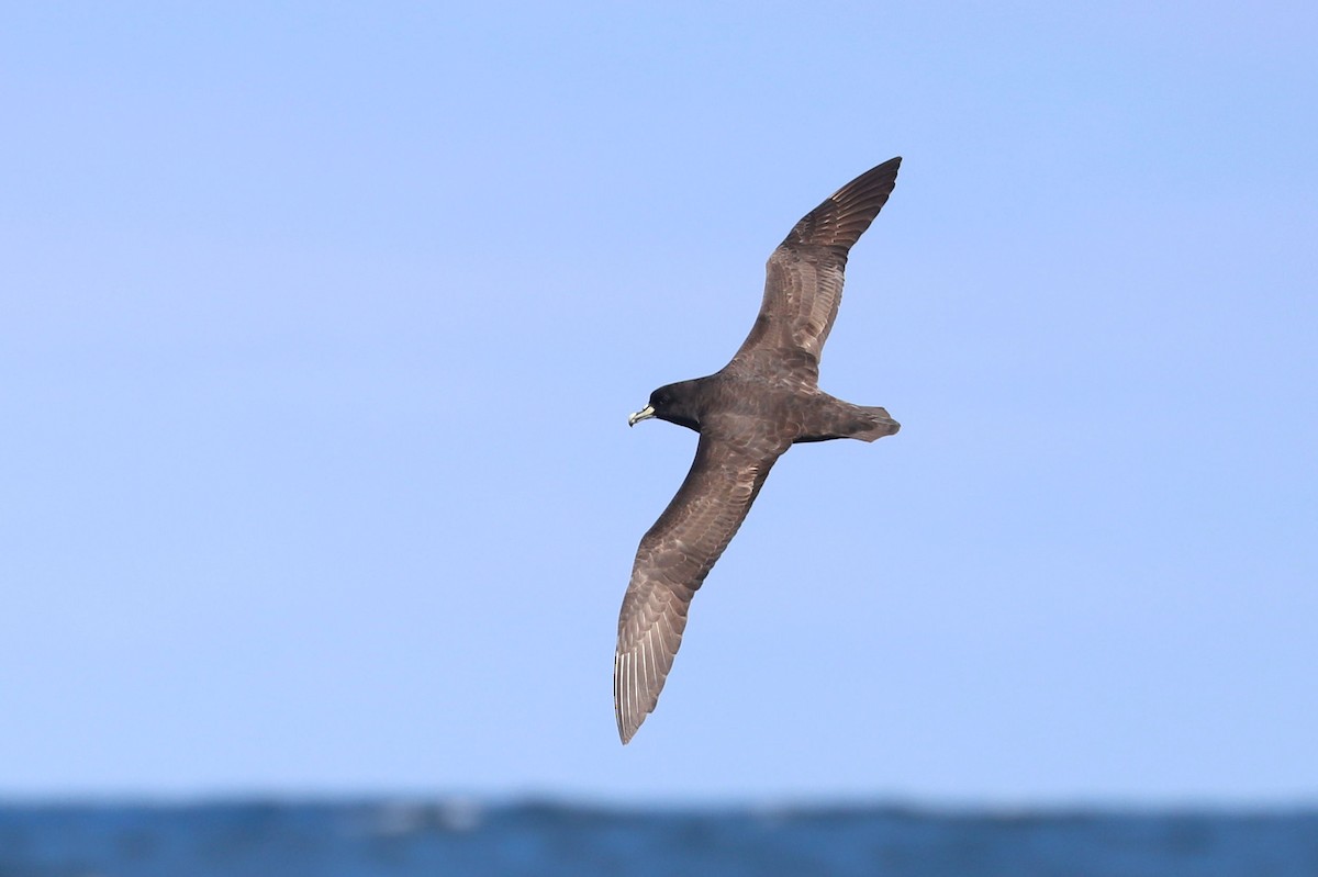 Beyaz Gıdılı Yelkovan - ML647465564