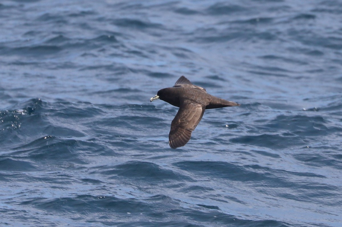 Beyaz Gıdılı Yelkovan - ML647465565