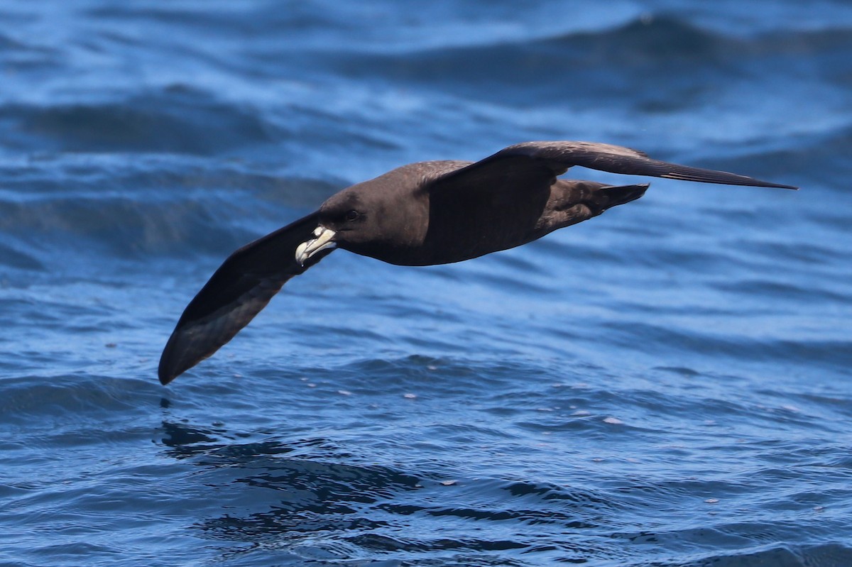 Beyaz Gıdılı Yelkovan - ML647465566