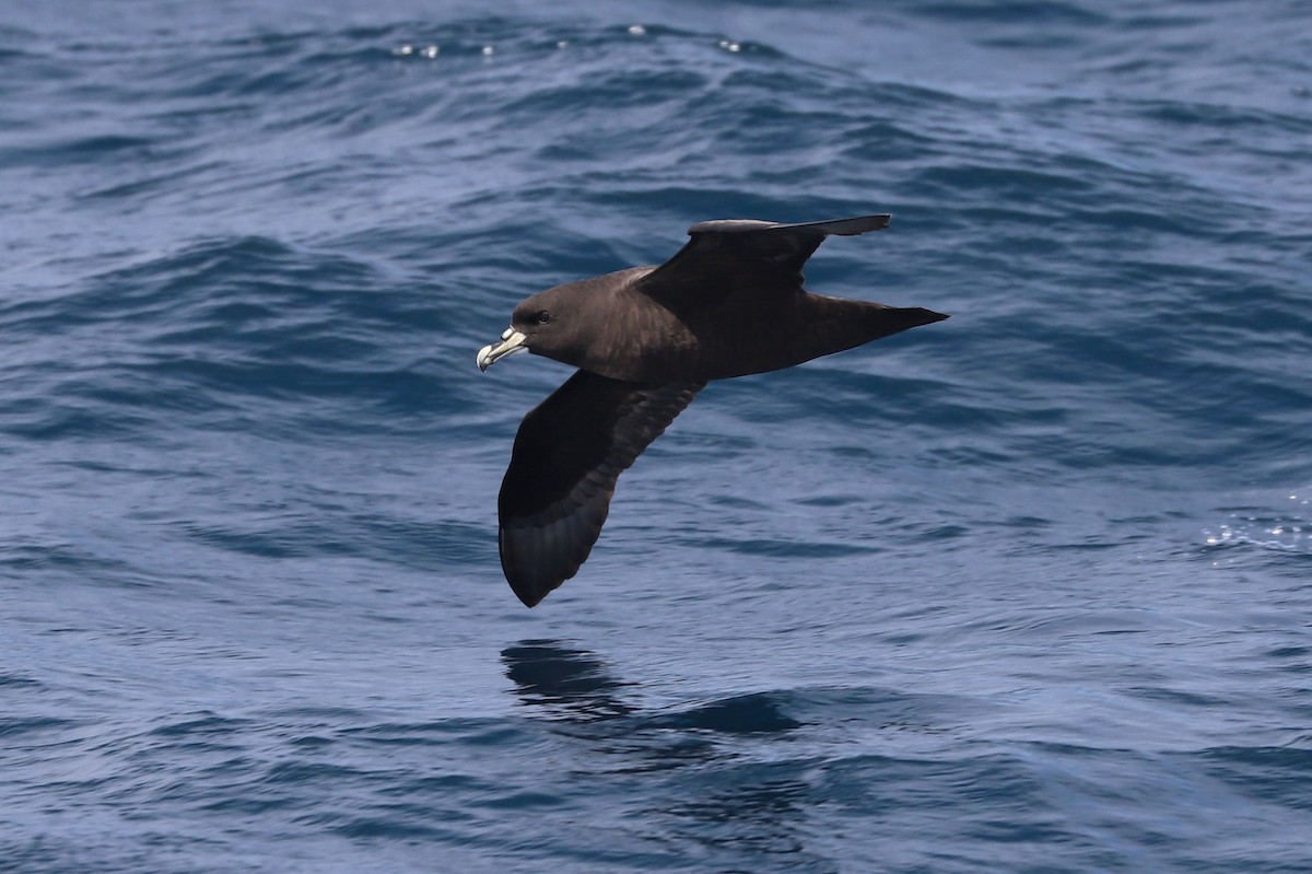 Beyaz Gıdılı Yelkovan - ML647465567