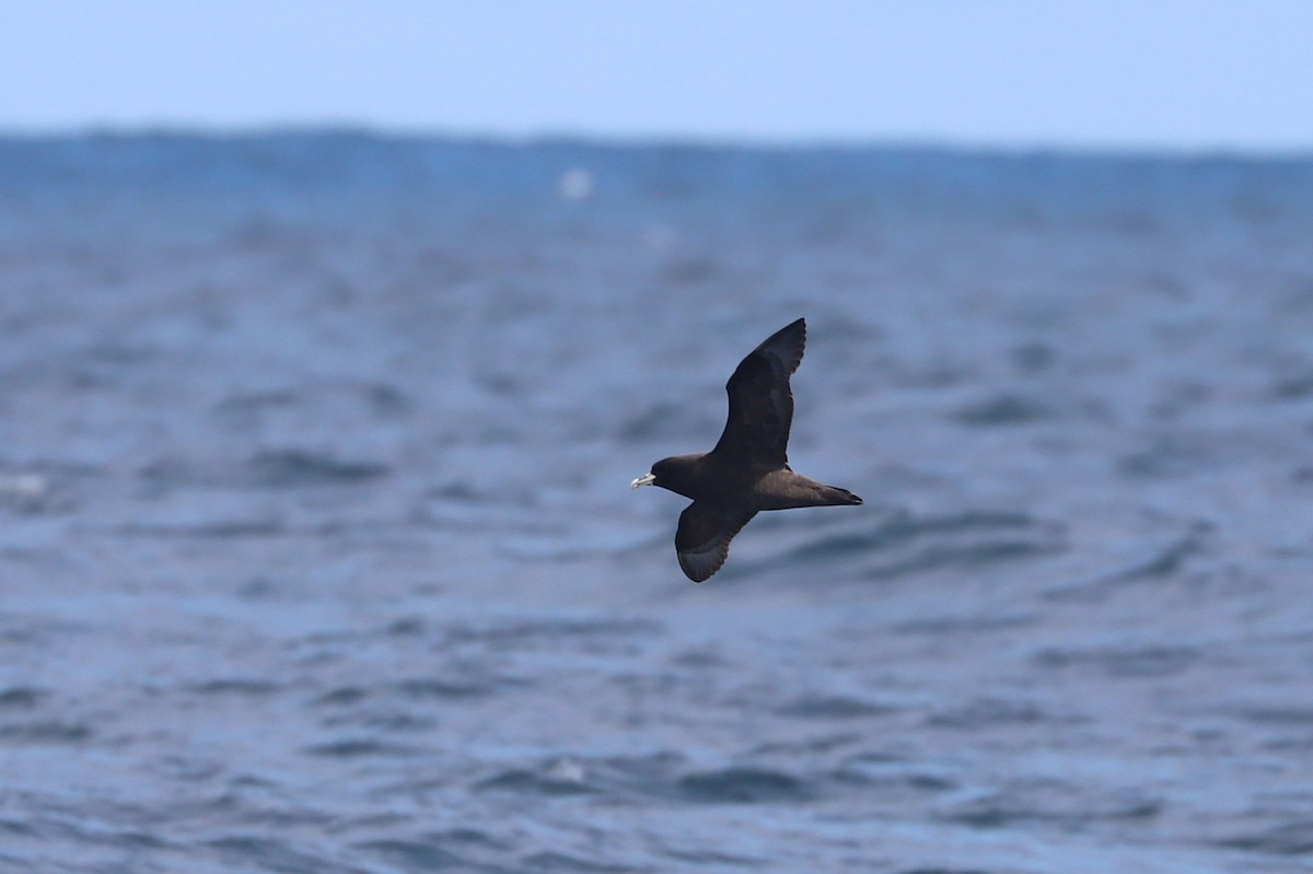 Beyaz Gıdılı Yelkovan - ML647465568