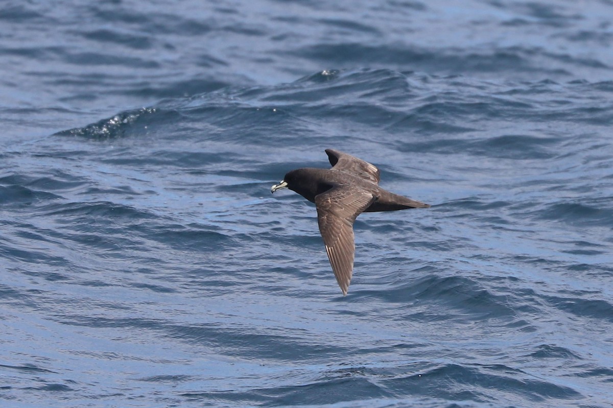 Beyaz Gıdılı Yelkovan - ML647465569