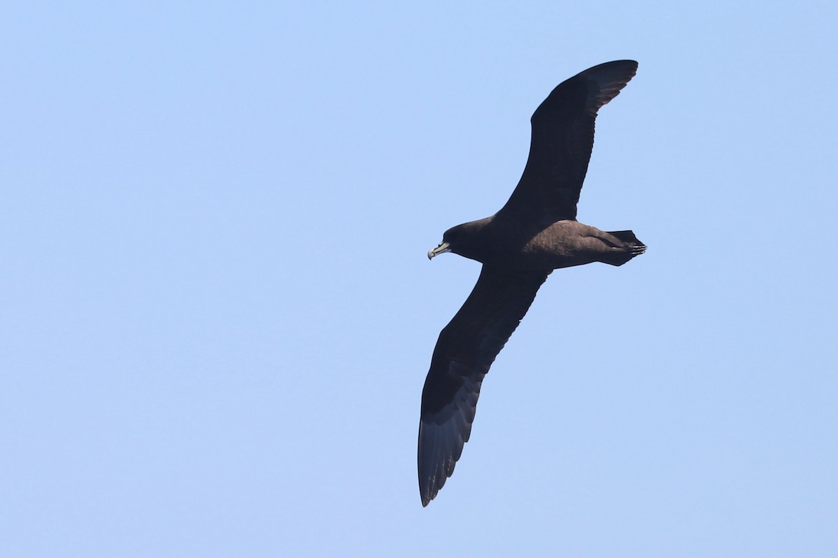 Beyaz Gıdılı Yelkovan - ML647465570