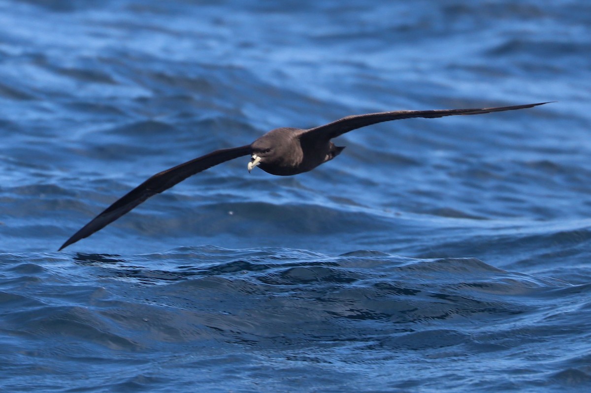 Beyaz Gıdılı Yelkovan - ML647465571