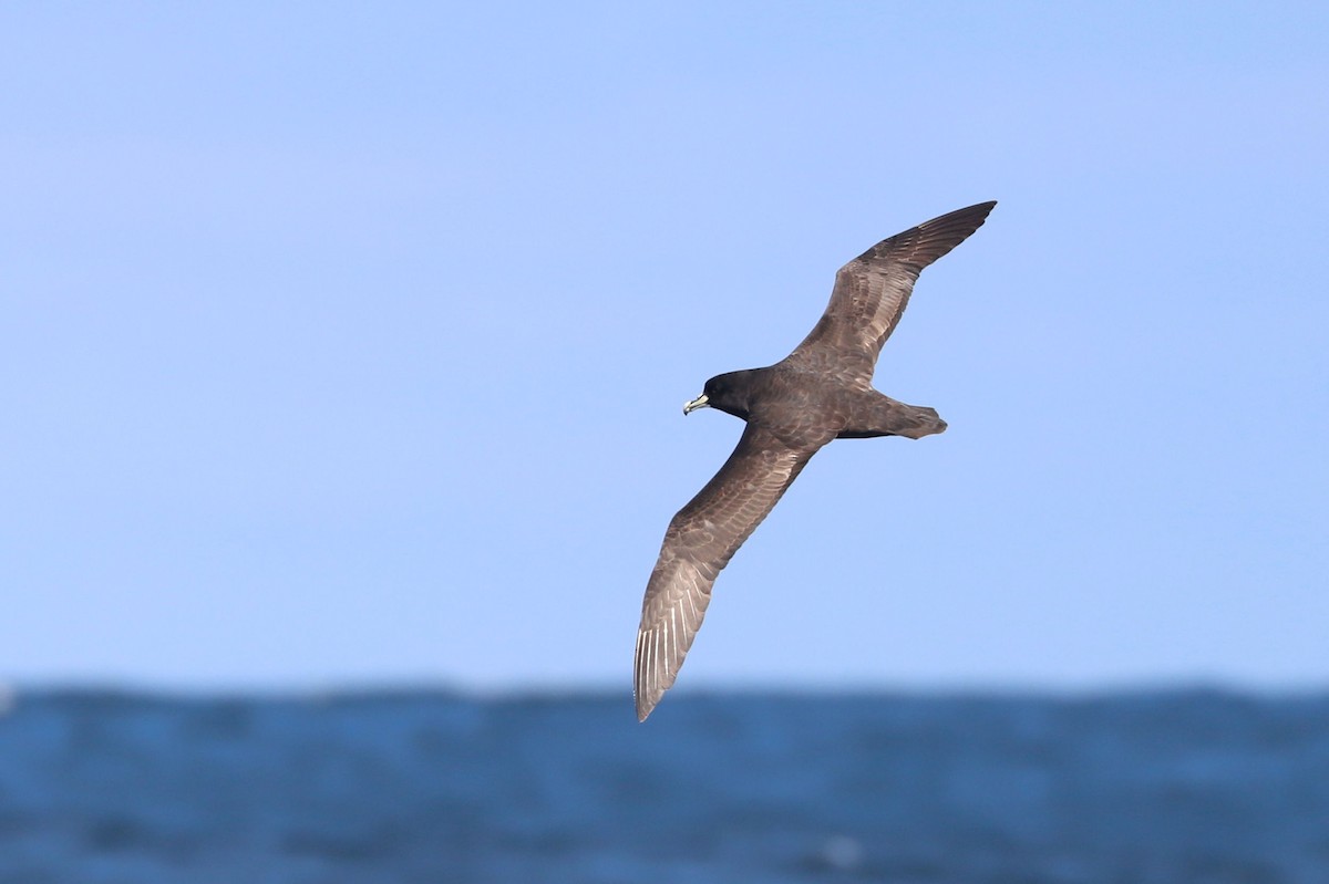 Beyaz Gıdılı Yelkovan - ML647465572