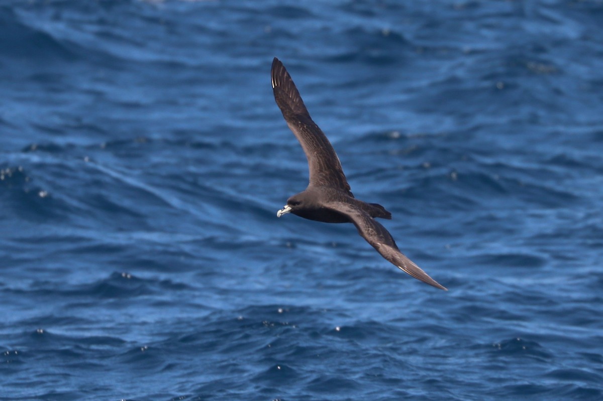 Beyaz Gıdılı Yelkovan - ML647465573