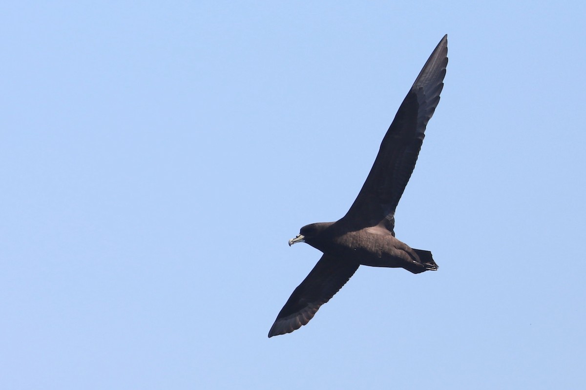 Beyaz Gıdılı Yelkovan - ML647465574